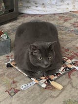 Load image into Gallery viewer, Crinkle Square Toy for Cats - Various Prints