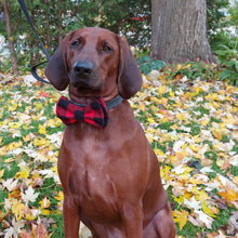 Load image into Gallery viewer, Dark coloured, short haired dog looking towards the camera and wearing a red and black (buffalo plaid) bowtie around his neck.
