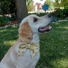 Load image into Gallery viewer, Collar Bow - Bees! Pet collar can be worn as a cat collar or dog collar. Help your pup put their best paw forward by wearing one of these pretty bows on their collar. Worn to the side, up front or at the back, its versatility makes dressing up an everyday possibility! Measures 5.5” at its widest point. Made from 100% cotton fabric in a variety of patterns. Fastens to collars up to 1” wide. Elastic and snap fastener. Wiggles and Whiskers Canada Pet Accessories.