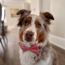 Load image into Gallery viewer, Wholesale Pet Bow Ties - Small and Large
