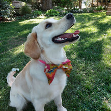 Load image into Gallery viewer, Custom Order - Bows. Help your pup put their best paw forward by wearing one of these pretty bows on their collar. Worn to the side, up front or at the back, its versatility makes dressing up an everyday possibility! This collar bow is suitable as a cat collar and a dog collar.  Measures 5.5” at its widest point. Made from 100% cotton fabric in a variety of patterns. Fastens to collars up to 1” wide. Elastic and snap fastener. Wiggles and Whiskers Canada Pet Accessories.