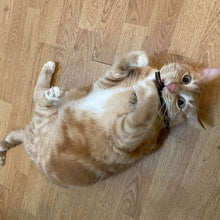 Load image into Gallery viewer, Orange cat with a white belly lying on his back on the floor with a stick of silvervine in his mouth.