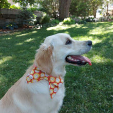 Load image into Gallery viewer, Hello Sunshine Collar Bow. Help your pup put their best paw forward by wearing one of these pretty bows on their collar. Worn to the side, up front or at the back, its versatility makes dressing up an everyday possibility! This collar bow is suitable as a cat collar and a dog collar. Measures 5.5” at its widest point. Made from 100% cotton fabric in a variety of patterns. Fastens to collars up to 1” wide. Elastic and snap fastener. Wiggles and Whiskers Canada Pet Accessories.