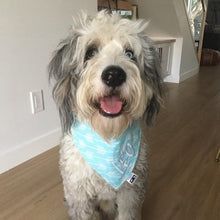Load image into Gallery viewer, White and Grey dog wearing a turquoise bandana around his neck. Embroidery Name Add On. Available for custom order bandanas only. Names are limited to a maximum of 15 characters in length. ‘Silky' Wiggles and Whiskers brand tag is located on the right side of the bandana. Please don't hesitate to contact us (megan@wigglesandwhiskers.ca) with any questions or requests. Wiggles and Whiskers Canada Pet Accessories.