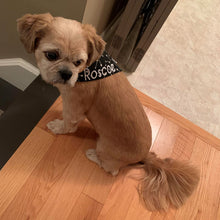Load image into Gallery viewer, Small light brown dog wearing a black bandana with white writing on it. Embroidery Name Add On. Available for custom order bandanas only. Names are limited to a maximum of 15 characters in length. ‘Silky' Wiggles and Whiskers brand tag is located on the right side of the bandana. Please don't hesitate to contact us (megan@wigglesandwhiskers.ca) with any questions or requests. Wiggles and Whiskers Canada Pet Accessories.