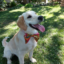 Load image into Gallery viewer, Rainbow Flowers Collar Bow
