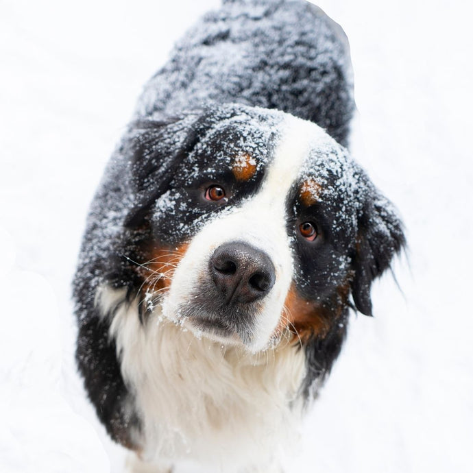 8 Ways to Keep Your Dog Safe and Have Fun This Winter