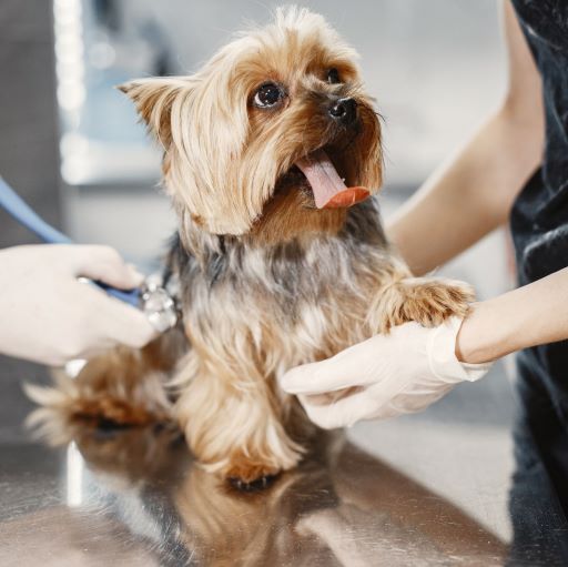 A Conversation with Registered Veterinary Technician Kelly Seeback