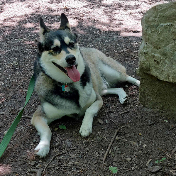 Hot Weather and Your Dog: Staying Safe and Having Fun!