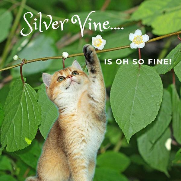 Silver Vine - An Enticing Alternative to Catnip for Cats