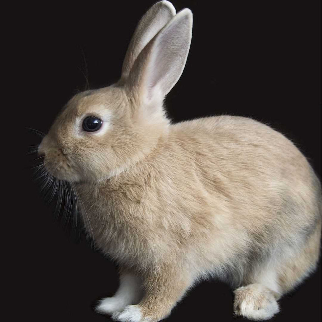 Wiggles and Whiskers Pet Services - Caged Animal Care