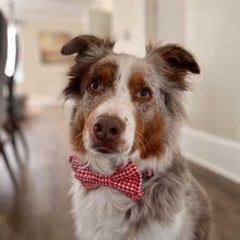 Load image into Gallery viewer, Wholesale Pet Bow Ties - Small and Large
