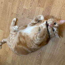 Load image into Gallery viewer, Orange cat with a white belly lying on his back on the floor with a stick of silvervine in his mouth.
