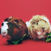 Load image into Gallery viewer, Wiggles and Whiskers Pet Services - Caged Animal Care
