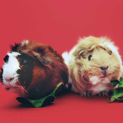 Wiggles and Whiskers Pet Services - Caged Animal Care