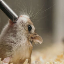 Load image into Gallery viewer, Wiggles and Whiskers Pet Services - Caged Animal Care

