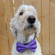 Load image into Gallery viewer, Golden Doodle Dog facing the camera wearing a purple polka dotted bowtie.
