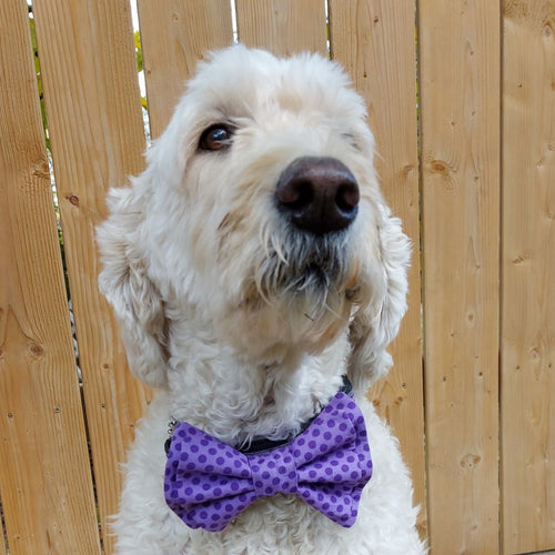 Golden Doodle Dog facing the camera wearing a purple polka dotted bowtie.