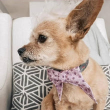Load image into Gallery viewer, Custom Order - Bows. Help your pup put their best paw forward by wearing one of these pretty bows on their collar. Worn to the side, up front or at the back, its versatility makes dressing up an everyday possibility! This collar bow is suitable as a cat collar and a dog collar.  Measures 5.5” at its widest point. Made from 100% cotton fabric in a variety of patterns. Fastens to collars up to 1” wide. Elastic and snap fastener. Wiggles and Whiskers Canada Pet Accessories.
