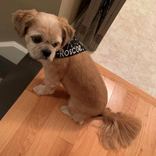 Load image into Gallery viewer, Small light brown dog wearing a black bandana with white writing on it. Embroidery Name Add On. Available for custom order bandanas only. Names are limited to a maximum of 15 characters in length. ‘Silky&#39; Wiggles and Whiskers brand tag is located on the right side of the bandana. Please don&#39;t hesitate to contact us (megan@wigglesandwhiskers.ca) with any questions or requests. Wiggles and Whiskers Canada Pet Accessories.
