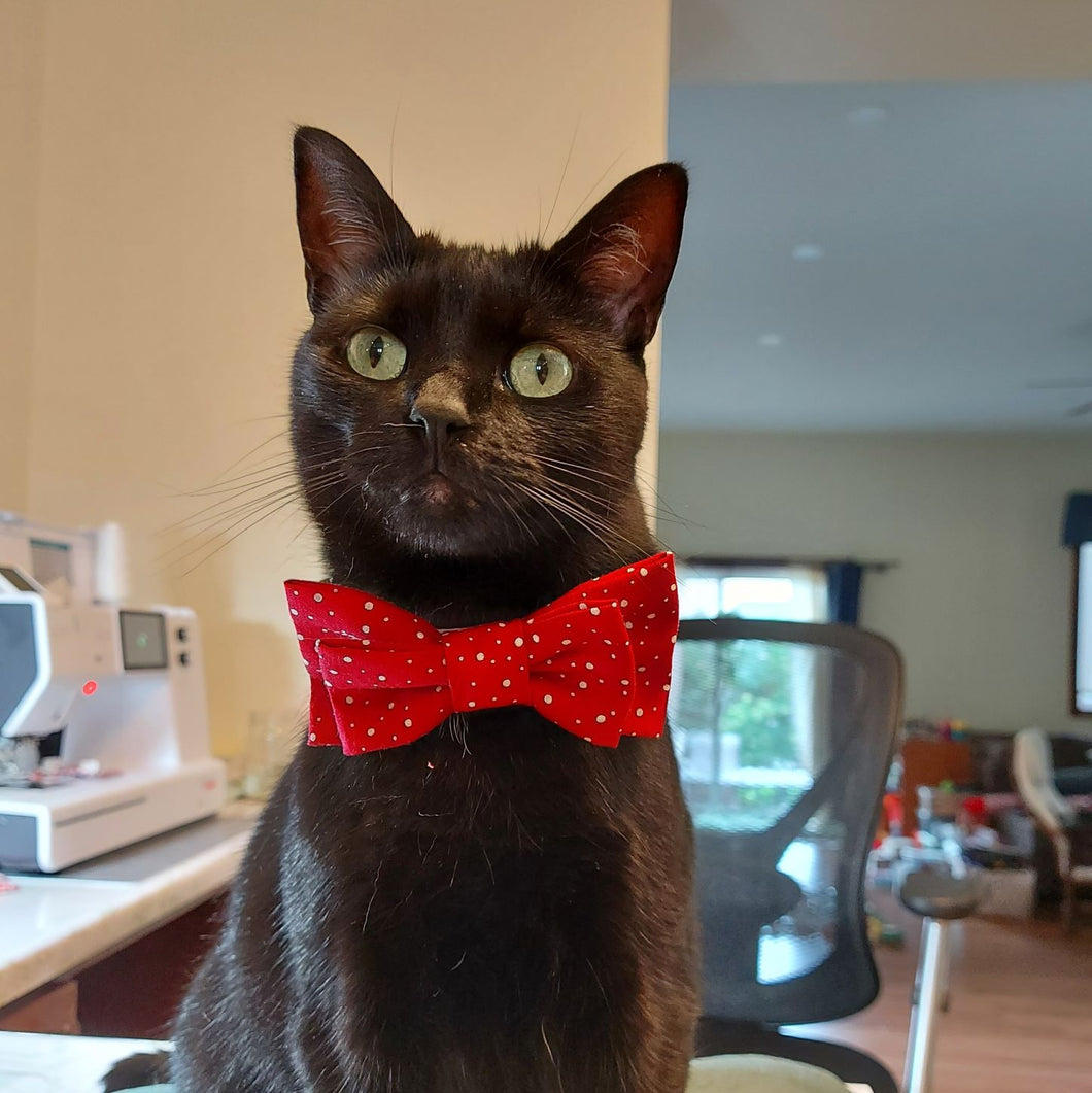 Black cat looking towards camera and wearing a red bowtie.