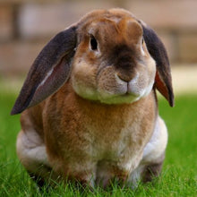 Load image into Gallery viewer, Wiggles and Whiskers Pet Services - Caged Animal Care
