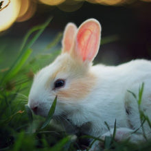 Load image into Gallery viewer, Wiggles and Whiskers Pet Services - Caged Animal Care
