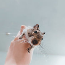 Load image into Gallery viewer, Wiggles and Whiskers Pet Services - Caged Animal Care
