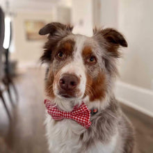 Load image into Gallery viewer, Custom Order - Double Bowties. Whether it is a special occasion, family photos or a visit with friends, our double bowties are sure to impress. Guaranteed to keep their shape and not bend or fold over, these beauties are built to last. Measures 6 niches wide. Custom dog collars Canada. Whiskers and Wiggles Canada Pet Accessories.
