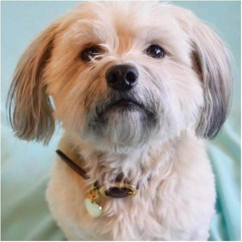 Gold Plated Good Girl Pet Tag Wiggles and Whiskers